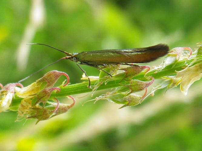 Coleophora trifolii © HALLART Guénael