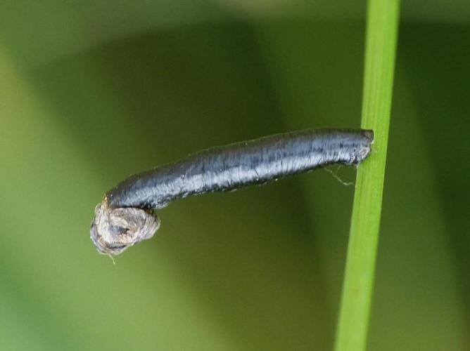 Coleophora vibicella © BARBIER Simon