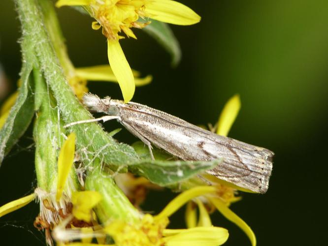 Agriphila geniculea © BARBIER Simon