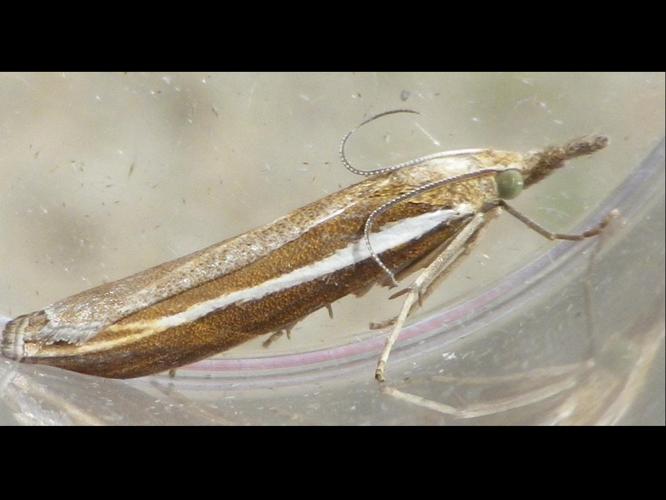 Agriphila selasella © HALLART Guénael