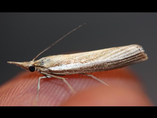 Agriphila tristella © LETHEVE Xavier