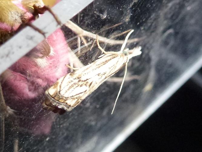 Catoptria falsella © MAILLIER Sébastien