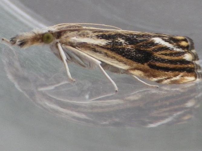 Catoptria verellus © HALLART Guénael