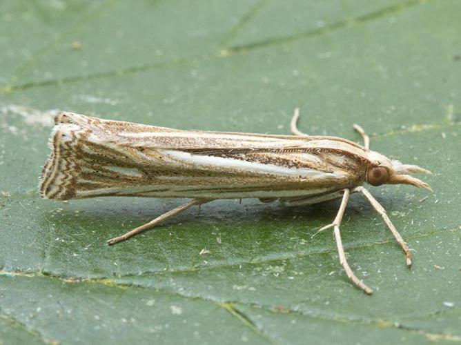 Ancylolomia palpella © VAN ALPHEN Jacques