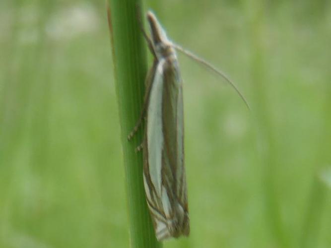 Crambus pascuella © HALLART Guénael