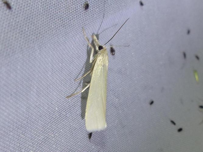 Crambus perlella © DEROZIER Carole