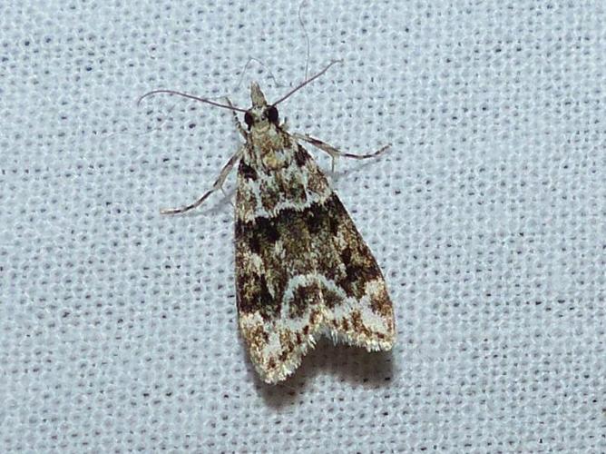 Eudonia delunella © DEROZIER Carole