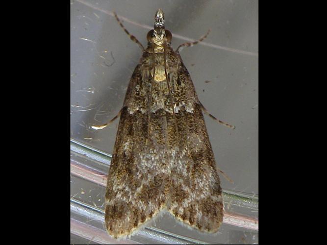 Eudonia mercurella © HALLART Guénael