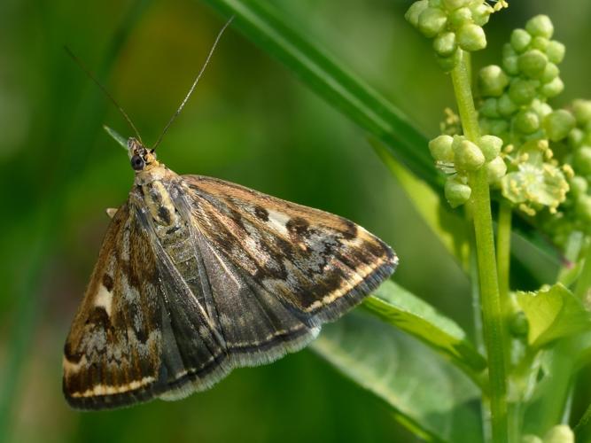 Loxostege sticticalis © NOEL Jean-Adrien