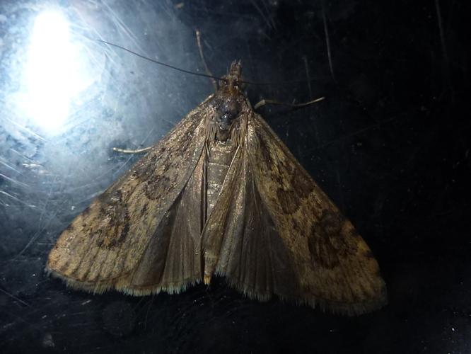 Nomophila noctuella © MAILLIER Sébastien