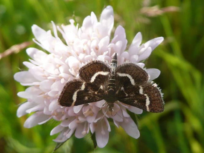 Pyrausta nigrata © MAILLIER Sébastien