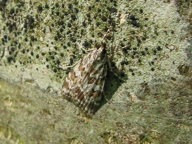 Scoparia pyralella © LETHEVE Xavier