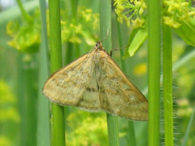 Sitochroa verticalis © ADAM David