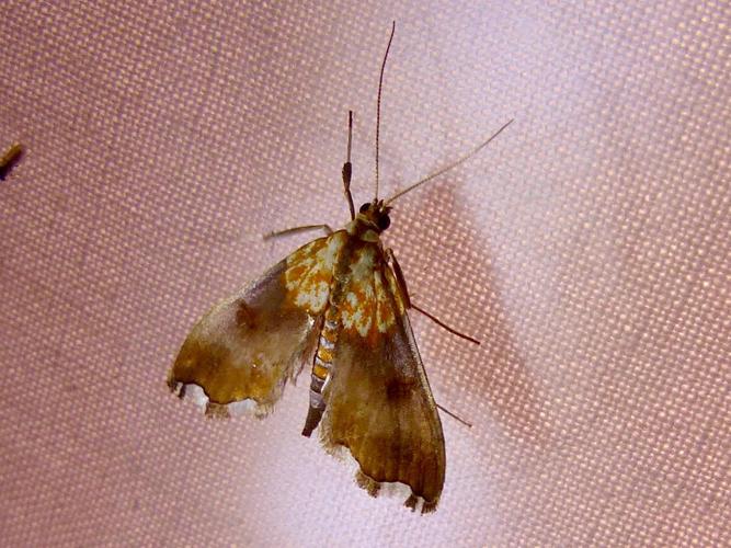 Agrotera nemoralis © DEROZIER Carole