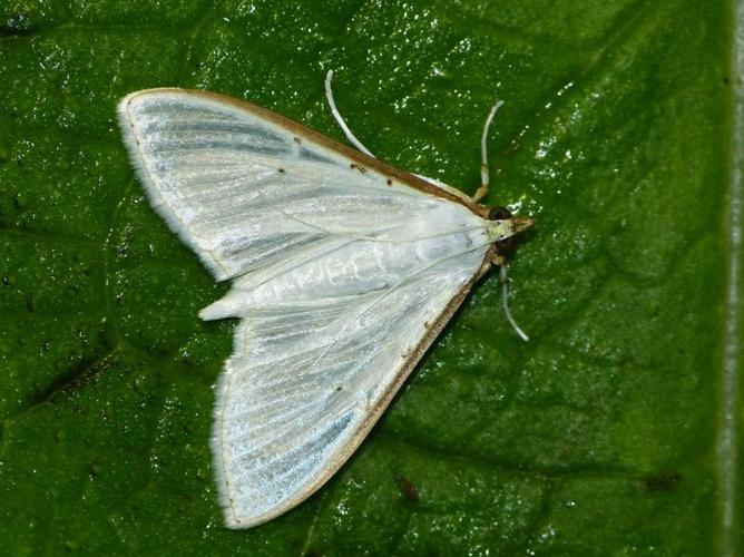 Palpita vitrealis © BARBIER Simon