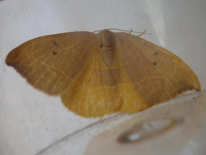 Watsonalla binaria © HALLART Guénael