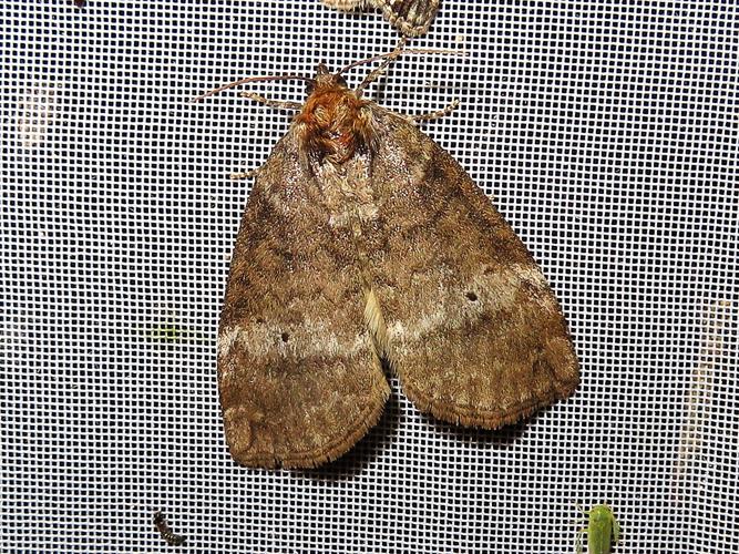 Ochropacha duplaris © MAILLIER Sébastien