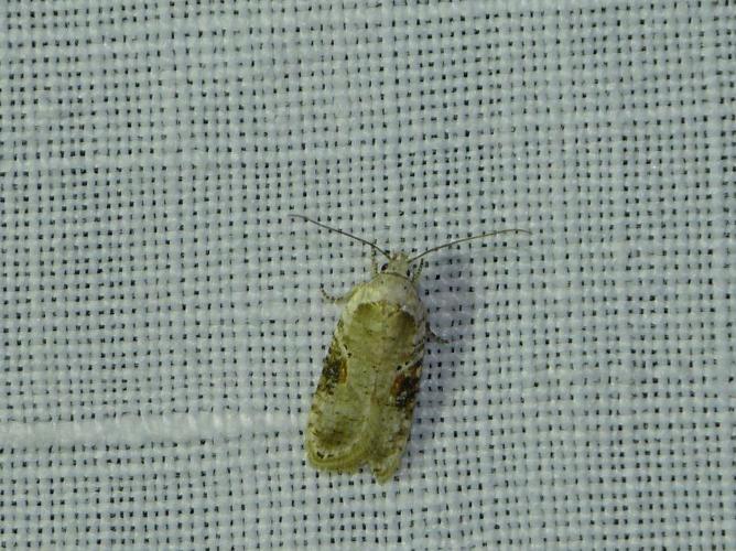 Agonopterix alstromeriana © BARBIER Simon