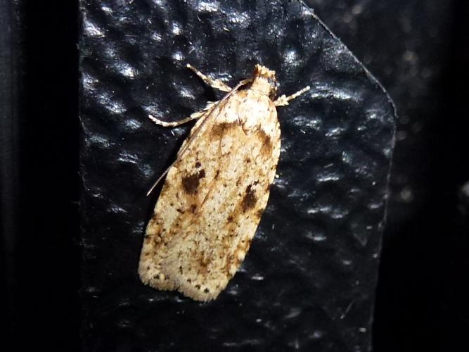 Agonopterix arenella © MAILLIER Sébastien