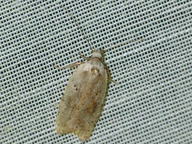 Agonopterix nervosa © BARBIER Simon