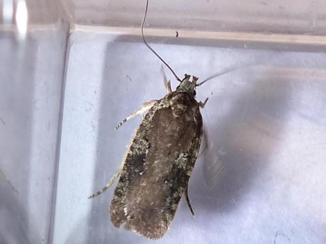 Agonopterix purpurea © DEROZIER Carole