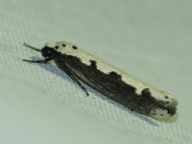 Ethmia bipunctella © BARBIER Simon