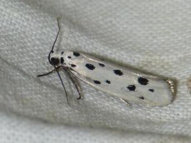 Ethmia dodecea © BARBIER Simon