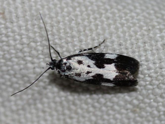 Ethmia quadrillella © LETHEVE Xavier