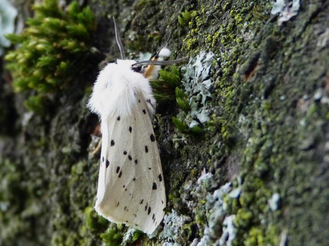 Spilosoma lubricipeda © BARBIER Simon