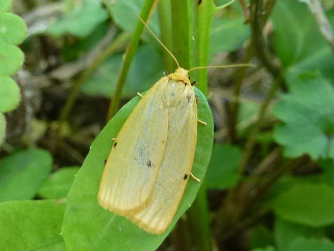 Cybosia mesomella © MAILLIER Sébastien