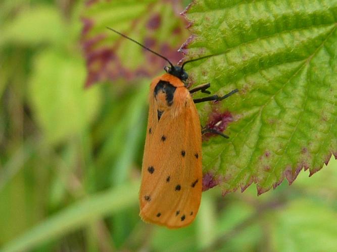 Setina irrorella © MAILLIER Sébastien