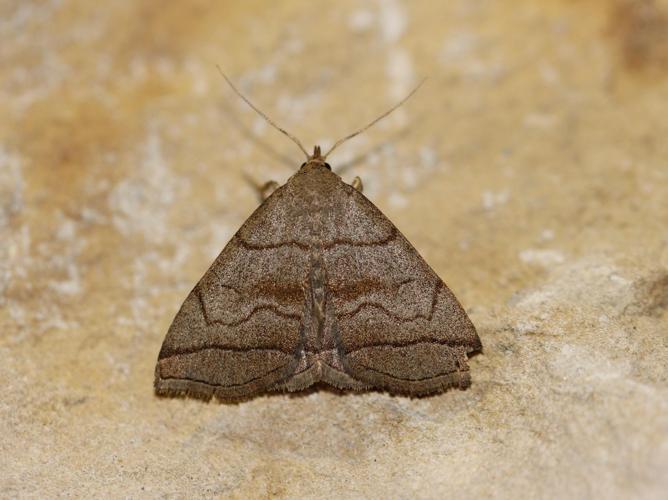 Herminia tarsicrinalis © COLINDRE Laurent