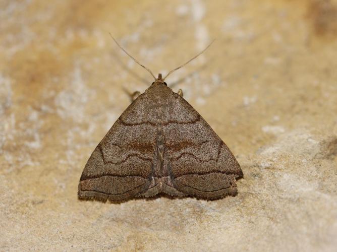 Herminia tarsicrinalis © COLINDRE Laurent