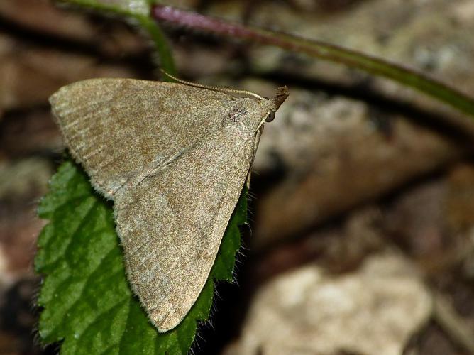 Polypogon strigilata © BARBIER Simon