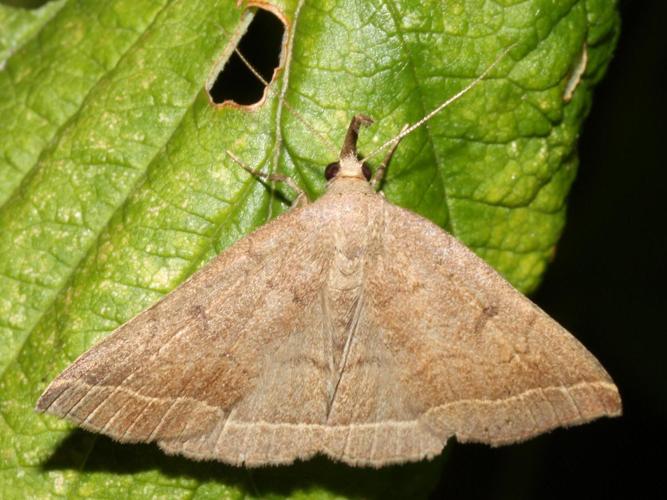 Polypogon plumigeralis © LETHEVE Xavier