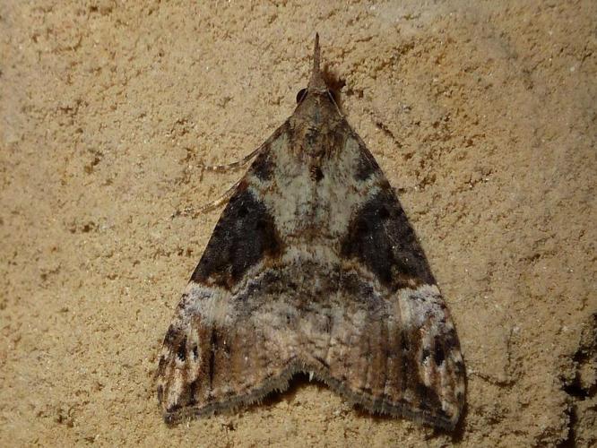 Hypena obsitalis © T'FLACHEBBA Mathieu