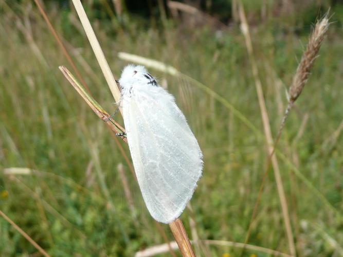 Leucoma salicis © MAILLIER Sébastien