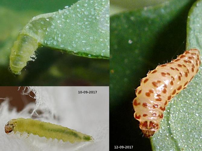 Chrysoesthia drurella © BERTRAND Michel (ADEP)