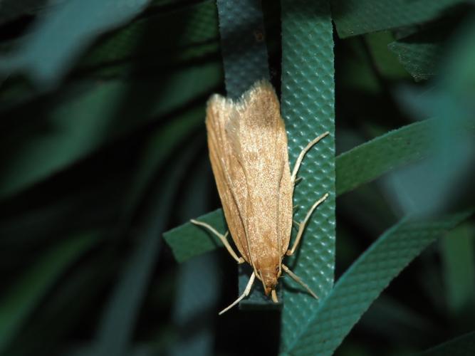 Helcystogramma rufescens © GUILLEMOT Arlette