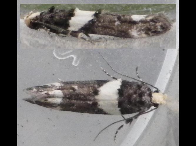 Recurvaria leucatella © HALLART Guénael