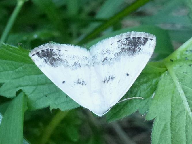 Lomographa temerata © MAILLIER Sébastien