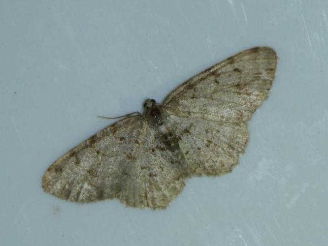 Aethalura punctulata © HERMANT Thomas