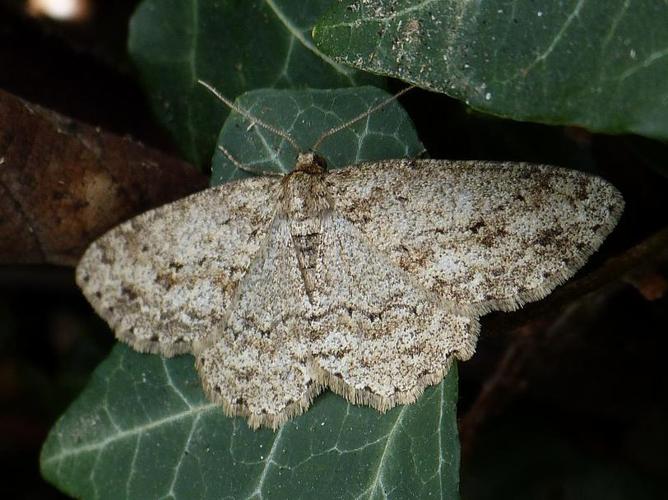 Ectropis crepuscularia © BARBIER Simon