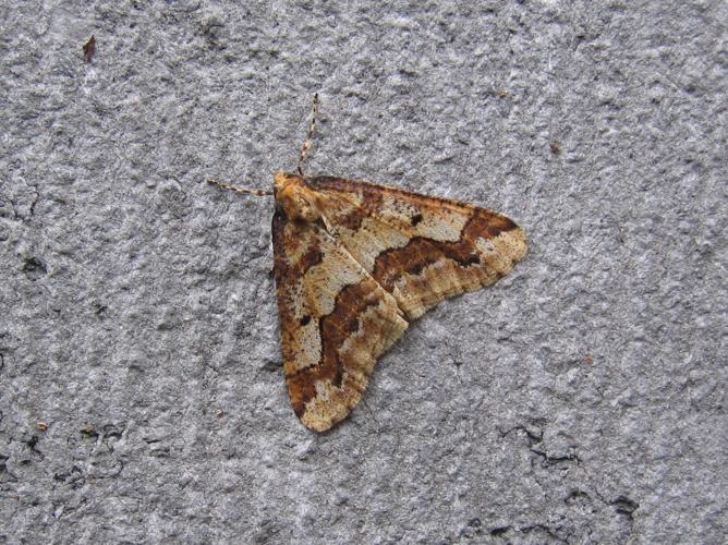 Erannis defoliaria © LETHEVE Xavier