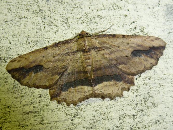 Menophra abruptaria © MAILLIER Sébastien