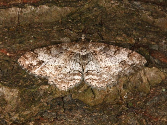 Paradarisa consonaria © LETHEVE Xavier