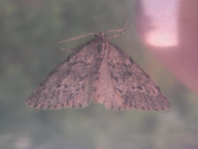 Tephronia sepiaria © HERMANT Thomas