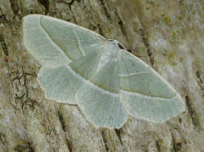 Campaea margaritaria © BARBIER Simon