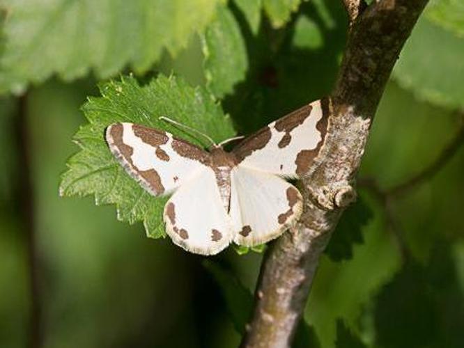 Lomaspilis marginata © TONDELLIER Bruno