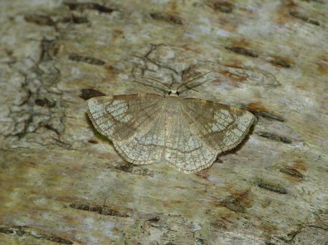 Stegania trimaculata © BARBIER Simon